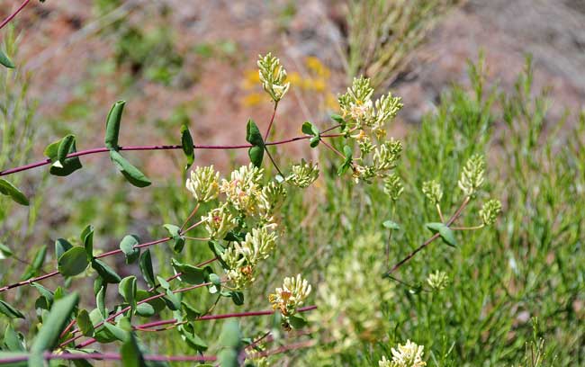 Lonicera interrupta, Chaparral Honeysuckle, Southwest Desert Flora